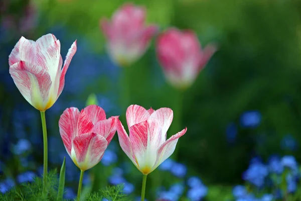 Tulipani Delicato Rosso Bianco — Foto Stock