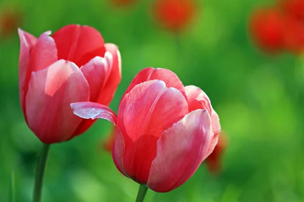 Dos Tulipanes Rosa — Foto de Stock
