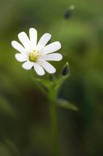 Μεγάλη Chickweed Stellaria Holostea — Φωτογραφία Αρχείου