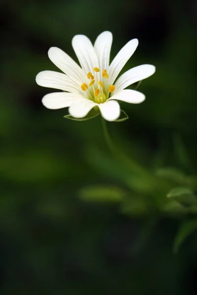 Gran Estrella Miere Stellaria Holostea —  Fotos de Stock