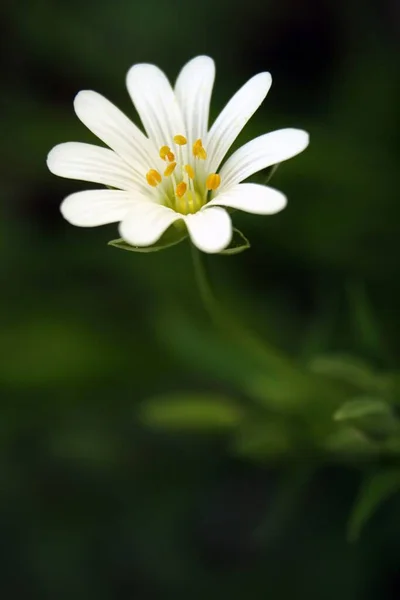 Gran Estrella Miere Stellaria Holostea —  Fotos de Stock