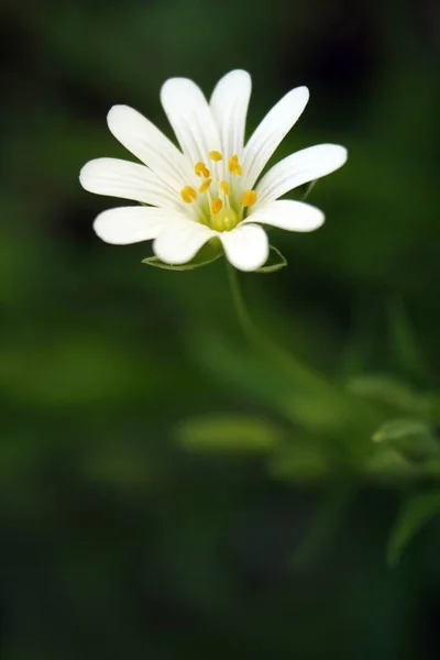 Stora Kycklingar Kyckling Stellaria Holostea Äkta Kyckling Stora Blommor Kyckling — Stockfoto