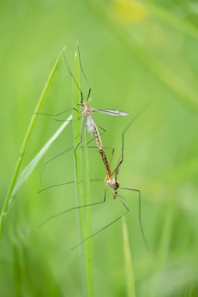 Mosquitos Durante Acasalamento Mosquitos Durante Acasalamento — Fotografia de Stock