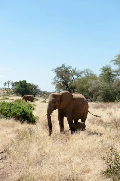 Afrikanska Elefantdjur — Stockfoto