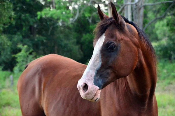 Lindo Caballo Naturaleza Salvaje — Foto de Stock