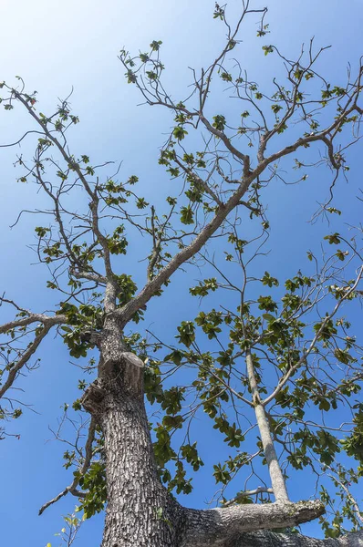 Äste Unter Blauem Himmel — Stockfoto