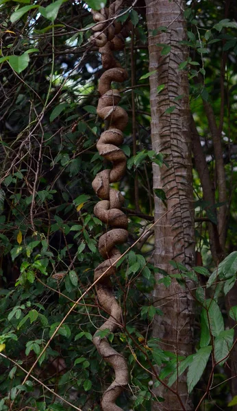 Tronc Arbre Bouleau Bois — Photo