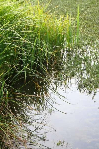 Vass Dammens Strand — Stockfoto