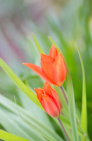 아름다운 꽃들을 바라봄 — 스톡 사진