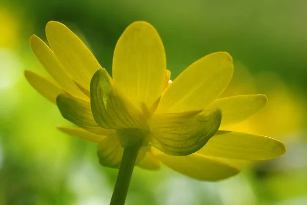 Printemps Flore Nature Botanique — Photo