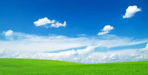 Fält Bakgrund Den Blå Himlen — Stockfoto