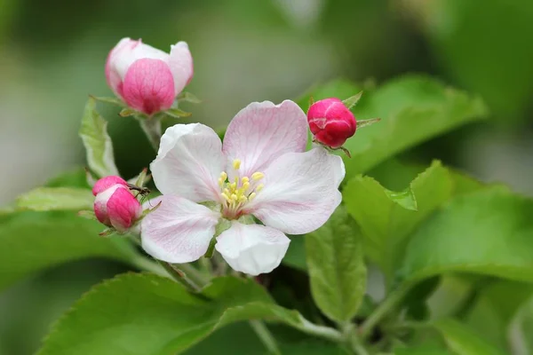 小さなフライ リンゴの花とリンゴの花小さなフライ — ストック写真