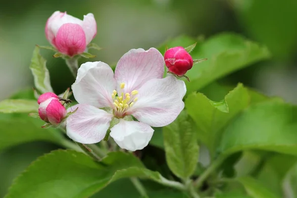 Les Fleurs Pomme Avec Une Petite Mouche Les Fleurs Pomme — Photo