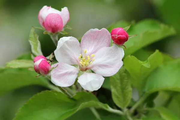 Flores Manzana Con Pequeñas Flores Mosca Manzana Con Mosca Pequeña — Foto de Stock