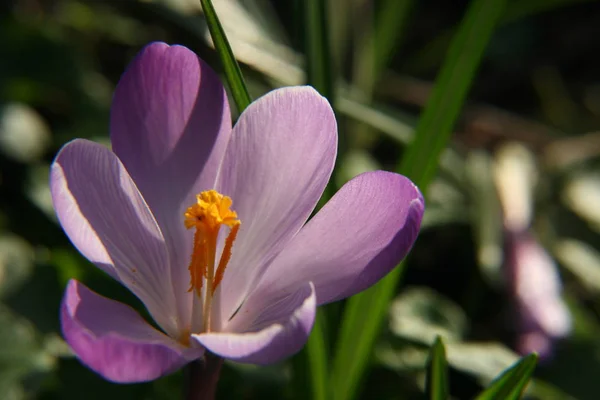 Crocus Virágok Szirmok Tavaszi Virágok — Stock Fotó