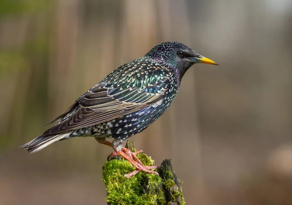 Idag Jag Återigen För Att Fotografera Lycklig Stjärna Som Verkligen — Stockfoto