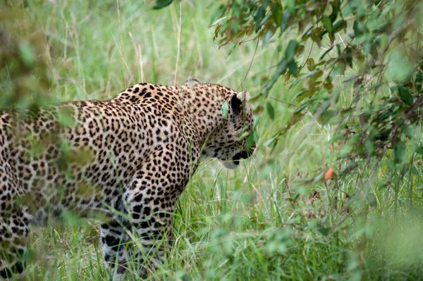 Chasseur Silencieux Dans Les Régions Sauvages Afrique — Photo