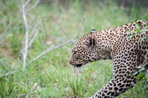 Gepardkatt Leoparddjur Vildkatt — Stockfoto