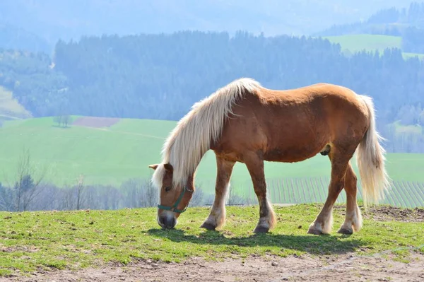 Cheval Reproduction Haflinger Animal Avelignais — Photo