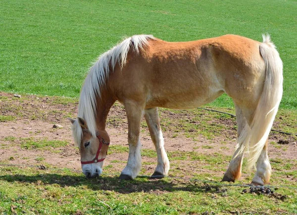 Haflinger Άλογο Αναπαραγωγής Avelignese Ζώο — Φωτογραφία Αρχείου