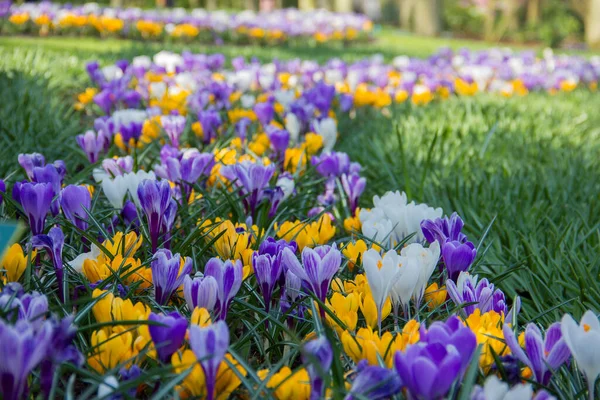 Krokusse Auf Der Wiese — Stockfoto