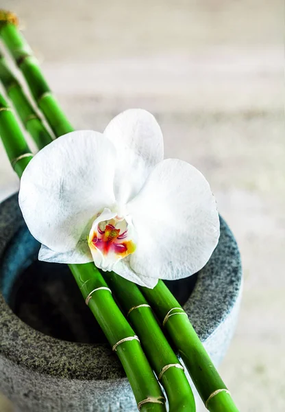 Świeża Piękna Biała Orchidea Zielonymi Pędami Bambusa Leżące Kamiennym Pojemniku — Zdjęcie stockowe