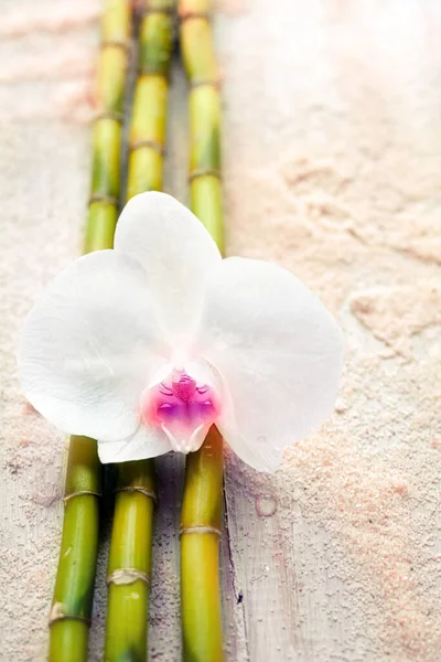 Prachtige Fragiele Witte Orchidee Bamboe Strand Zand Conceptueel Van Wellness — Stockfoto