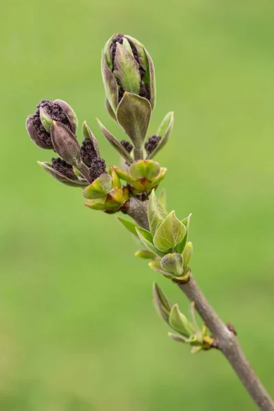 Bahar Leylağı Çiçek Açıyor — Stok fotoğraf