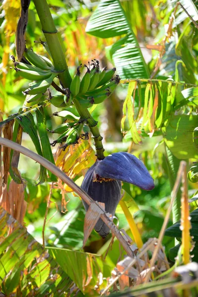 Pianta Tropicale Albero Delle Banane — Foto Stock