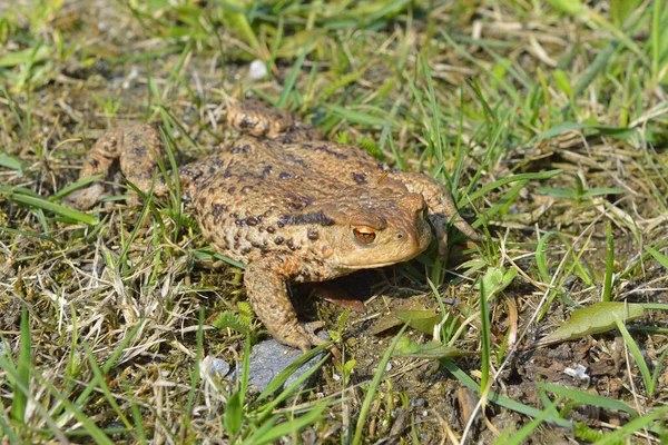 Reptil Sapo Animal Anfibio Rana — Foto de Stock