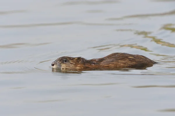 Nutria Ζώο Στη Φύση Myocastor Coypus — Φωτογραφία Αρχείου