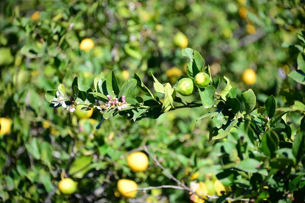 Bunte Blumen Die Freien Wachsen — Stockfoto