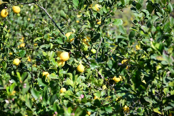 Fiori Colorati Che Crescono All Aperto — Foto Stock