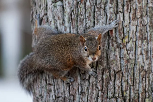 Squirrel Animal Rodent Mammal — Stock Photo, Image