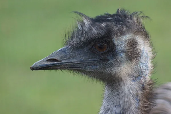 Emu Dromaius Noveahollandiae Большая Дикая Птица — стоковое фото
