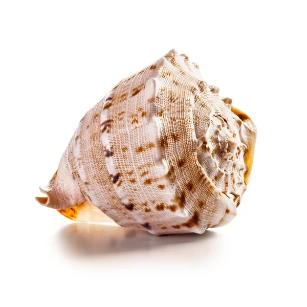 Grande Conchiglia Isolata Sfondo Bianco Percorso Ritaglio Incluso — Foto Stock