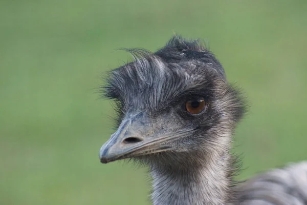 Emu Dromaius Noveahollandiae Velké Volně Žijící Pták — Stock fotografie