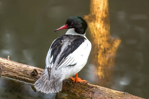 Anatra Selvatica Tronco Acqua — Foto Stock