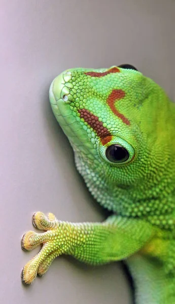 Lagarto Réptil Gecko Animal Tropical — Fotografia de Stock