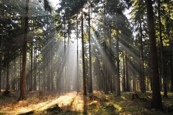 Bäume Wald — Stockfoto