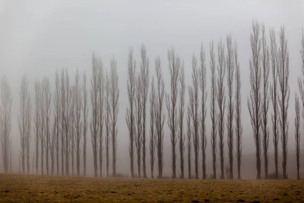 Trees in winter snow mist on the mountain landscape