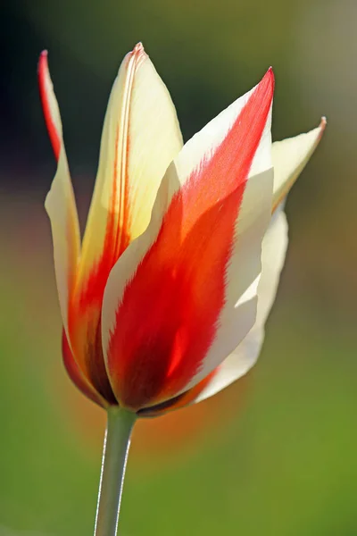 Vue Belles Fleurs Printanières — Photo