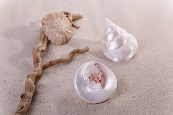 Marine Seashells Sea Shell — Stock Photo, Image
