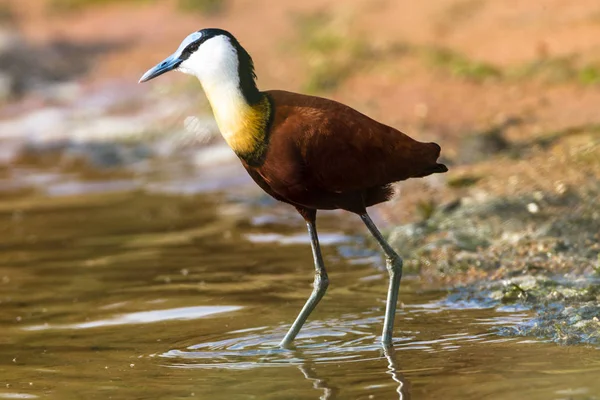 Ptak Afrykański Jacana Ptaków Polowanie Żywności Wzdłuż Wybrzeża Mokradła — Zdjęcie stockowe