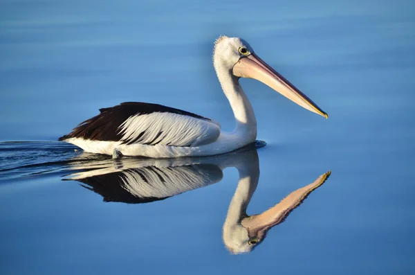 Pelikan Blauen — Stockfoto