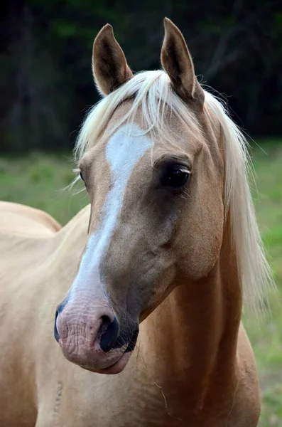 Híbrido Quarterhorse Arábico Palomino — Fotografia de Stock