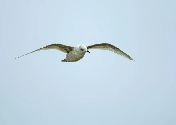 Primer Invierno Vagabundo Kumlien Gull Fotografiado Littlehampton Sussex Durante Abril — Foto de Stock