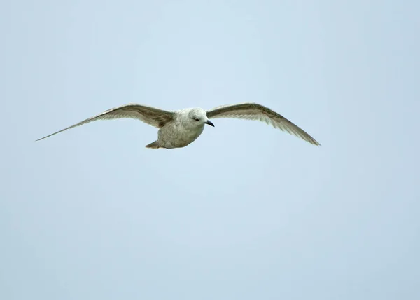 Gaivota Kumlien Primeiro Inverno Vagante Fotografado Littlehampton Sussex Durante Abril — Fotografia de Stock