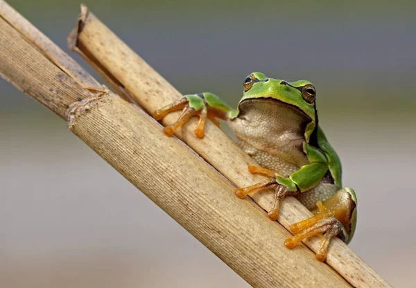 Vista Cerca Rana Silvestre — Foto de Stock