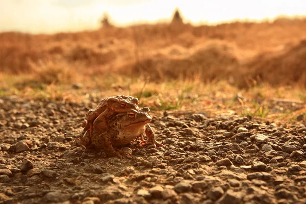 Αμφίβιο Ζώο Άγριος Βάτραχος — Φωτογραφία Αρχείου